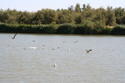 051.JPG (164.72 Kio) Vu 771 fois 051.JPG