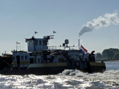 Matricaria-9-26-09-2015-Oosterhout.jpg