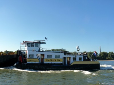 Matricaria-6-26-09-2015-Oosterhout.jpg