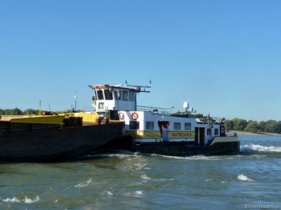 Matricaria-5-26-09-2015-Oosterhout.jpg