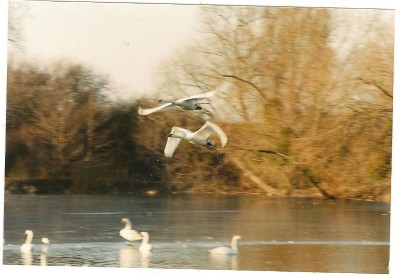cygne 02.jpg