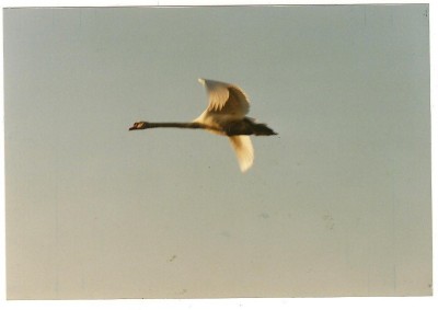 cygne 01.jpg