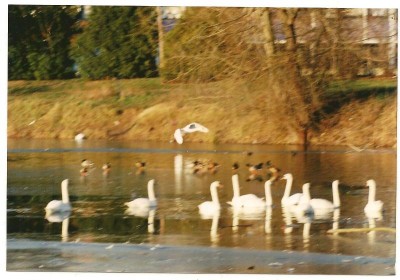 cygne 05.jpg