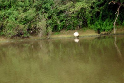 phoque en seine 002.JPG