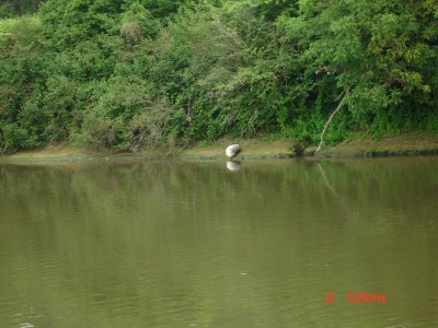 phoque en seine 001.JPG