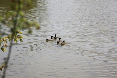 011.JPG (227.74 Kio) Vu 808 fois 011.JPG