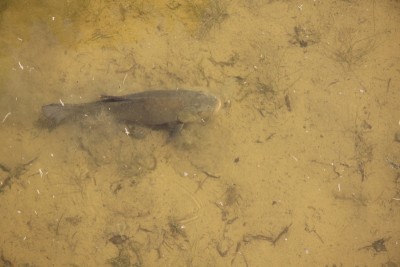 009.JPG (230.8 Kio) Vu 808 fois 009.JPG