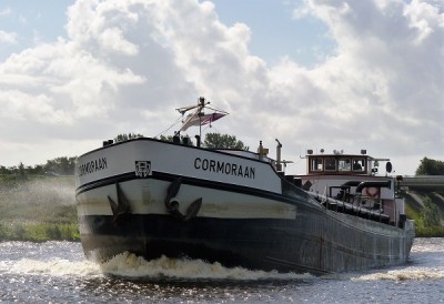 cormoraan-1-17-09-2010.jpg