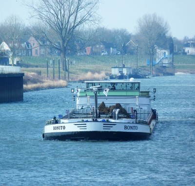 Bonito-2-28-02-2018-sluis-Lith (2).JPG