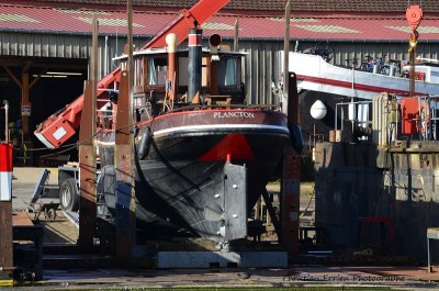 Plancton Veneux4 - Copie.JPG (260.34 Kio) Vu 6200 fois Plancton Veneux4 - Copie.JPG